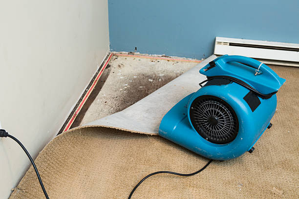 Best Mold removal after water damage  in Cheraw, SC